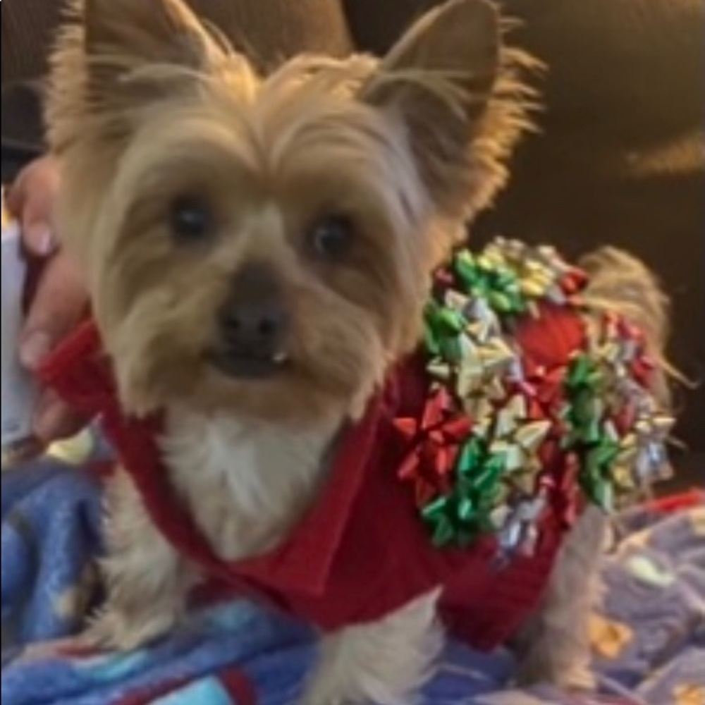 Pet Bow Christmas Sweater for a dog - NEW